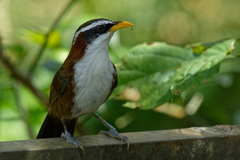 Pomatorhinus schisticeps