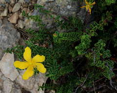 Hypericum balearicum