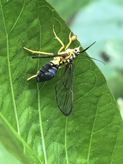 Sphecosoma