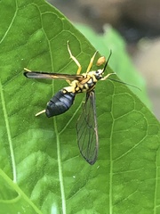 Sphecosoma