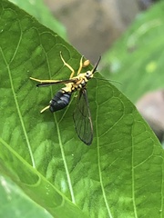 Sphecosoma