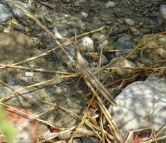 Acrida turrita