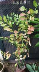 Euphorbia tithymaloides