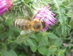 Apis mellifera