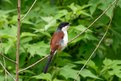 Lanius collurioides