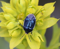 Canthophorus melanopterus