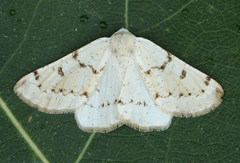 Dyscia malatyana