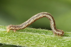 Dyscia malatyana