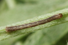 Dyscia malatyana