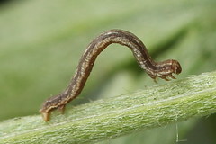 Dyscia malatyana