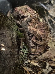 Diplodactylidae