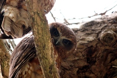 Ninox boobook ocellata