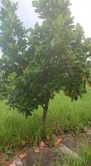 Artocarpus heterophyllus