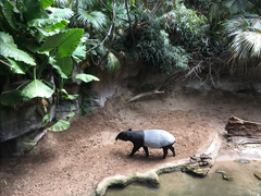 Tapirus indicus