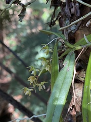 Plectorrhiza tridentata