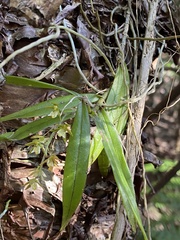 Plectorrhiza tridentata