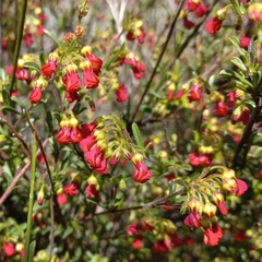 Hermannia joubertiana