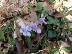 Viola grypoceras