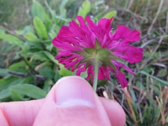Knautia macedonica