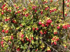 Hermannia joubertiana