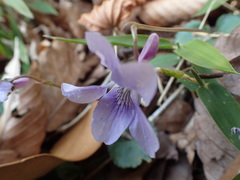 Viola grypoceras