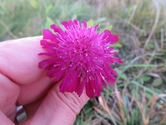 Knautia macedonica