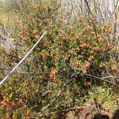 Hermannia joubertiana