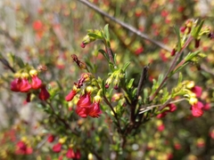 Hermannia joubertiana