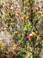 Hermannia joubertiana