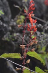 Salvia carranzae