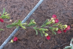 Hermannia joubertiana