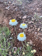 Leucochrysum