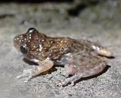 Litoria meiriana
