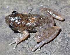 Litoria meiriana