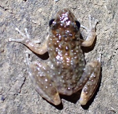 Litoria meiriana