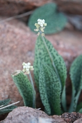 Drimiopsis