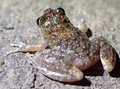 Litoria meiriana