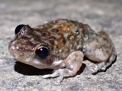 Litoria meiriana