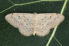 Scopula beckeraria