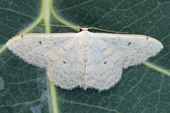 Scopula beckeraria