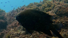 Neoglyphidodon melas