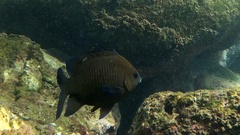 Neoglyphidodon melas