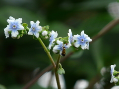 Adelidae