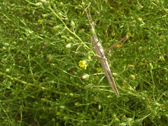 Acrida turrita