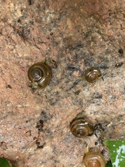 Gastropoda