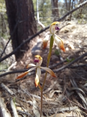 Caladenia testacea