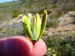 Albuca flaccida