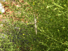 Acrida turrita