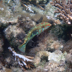 Halichoeres margaritaceus