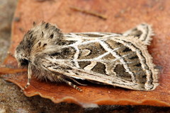 Leucochlaena fallax
